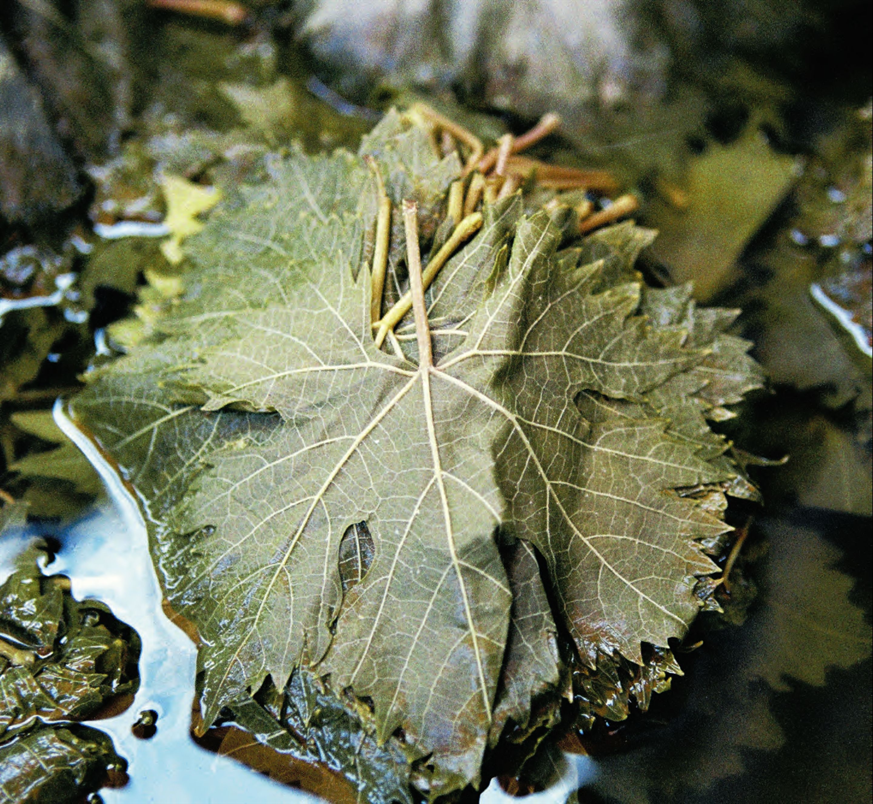Mushroom-stuffed vine leaves with herbs