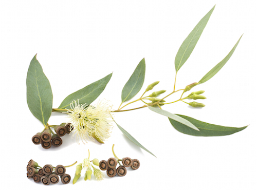 Eucalyptus
