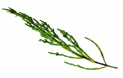 Samphire
