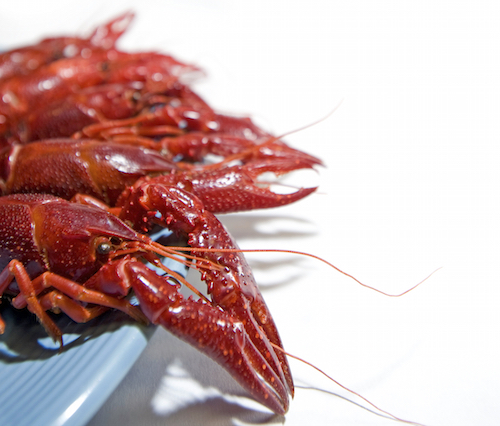 Yabbies